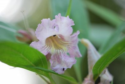 Chitalpa × tashkentensis - chitalpa taškentská - květ